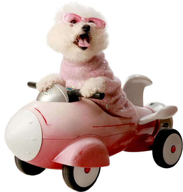 Rocket Dog 2 Rocket Dog 2