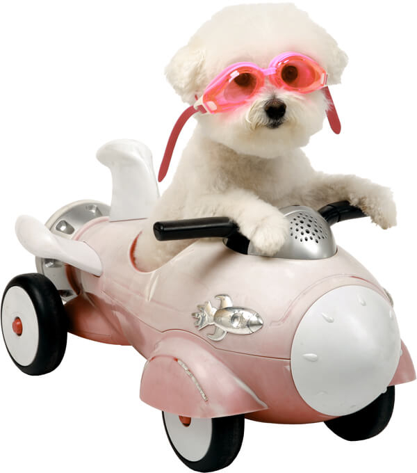 Rocket Dog Rocket Dog